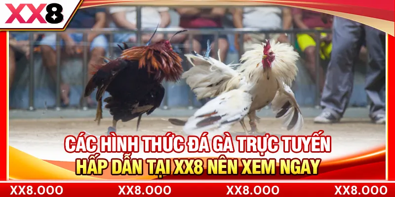 Các Hình Thức Đá Gà Trực Tuyến Hấp Dẫn Tại XX8 Nên Xem Ngay