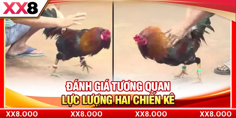 Đánh giá tương quan lực lượng hai chiến kê