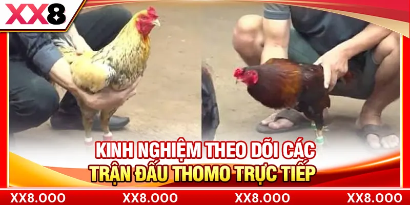 Kinh nghiệm theo dõi các trận đấu thomo trực tiếp